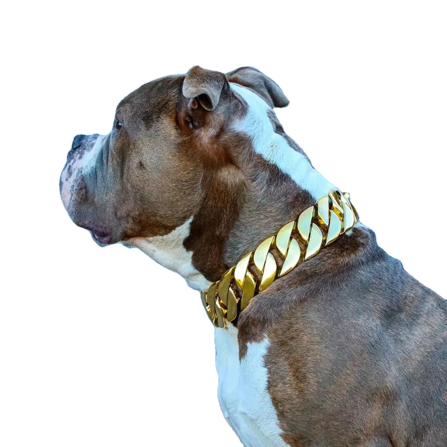 Collier pour Chien en Chaîne Cubaine en Acier Inoxydable 32mm avec Fermeture Rapide