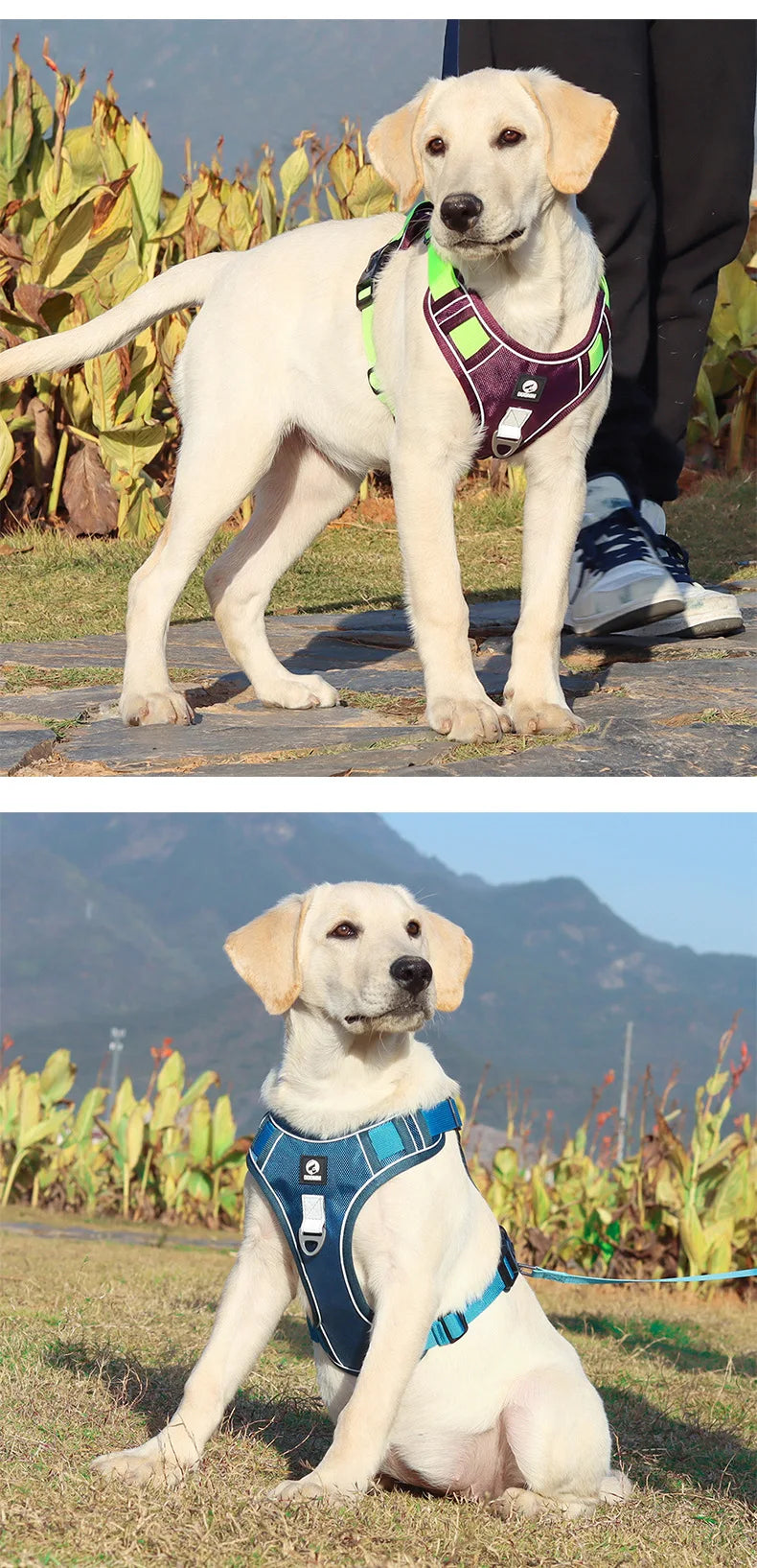 Harnais tactique anti-traction pour chien avec visibilité réfléchissante