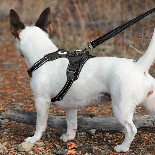 Laisse réglable en nylon réfléchissant pour chien pour des promenades quotidiennes sécurisées