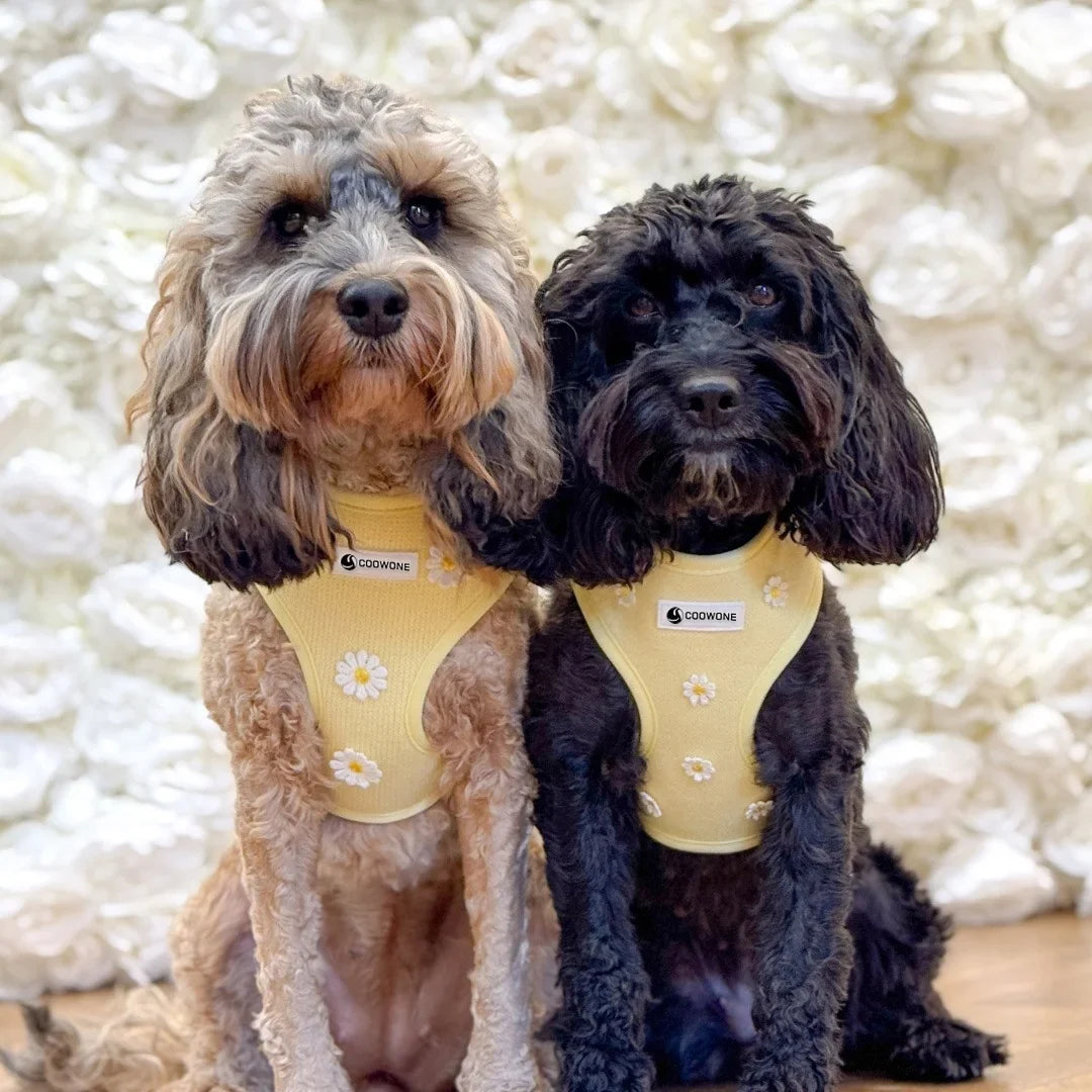 Ensemble de Harnais Ajustable en Tricot pour Animaux pour des Promenades Confortables