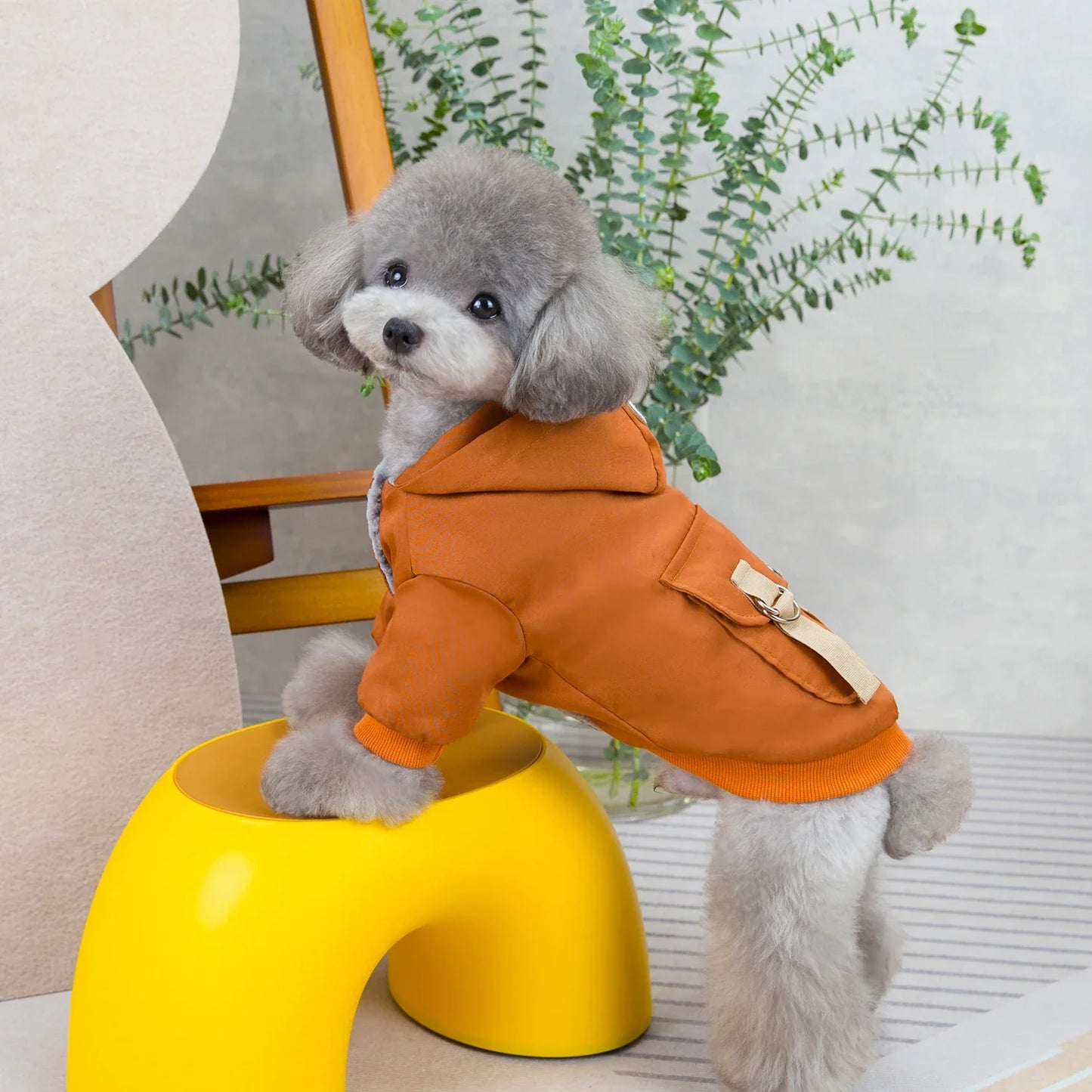 Manteau d'Hiver pour Chien à Deux Pattes - Veste en Polyester Écologique